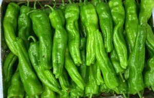 Turkish Green Pepper